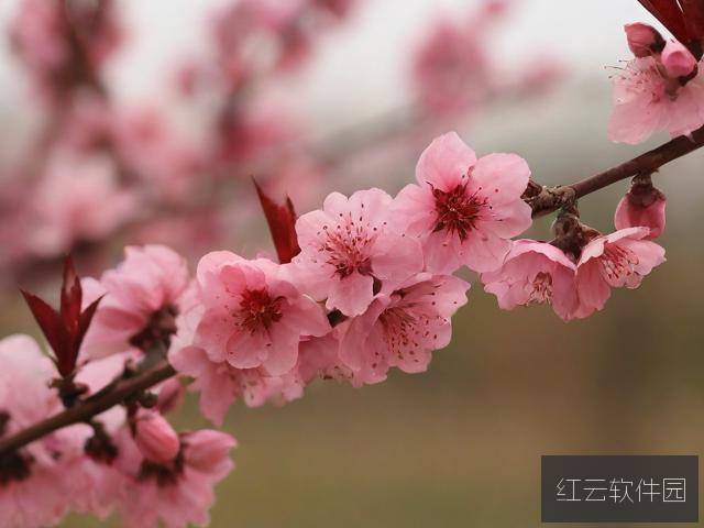 春暖花开时，万物复苏处