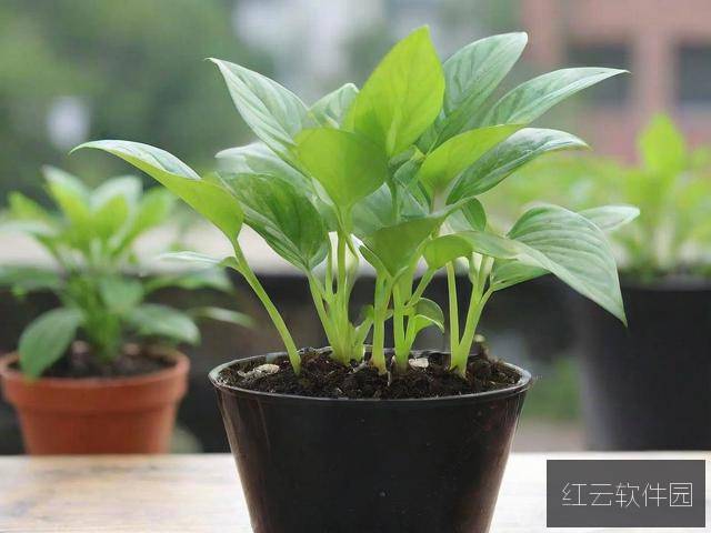 欧式45种扦插方式图片大全，园艺爱好者的终极指南