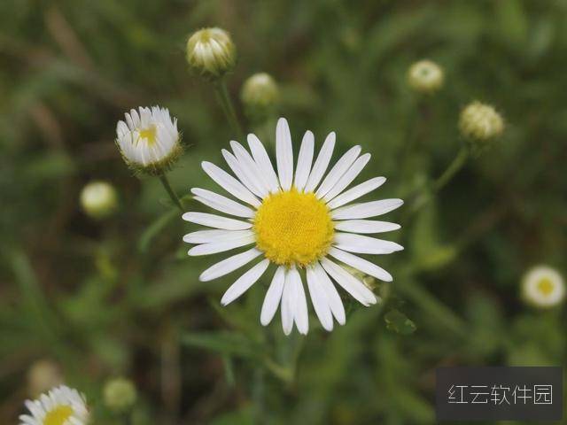 野花视频在线观看完整版，高清自然的视觉盛宴