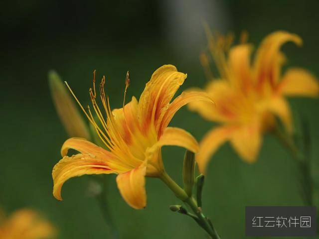 旋风百草,青春与梦想的热血绽放