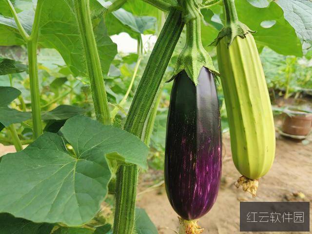 菜园奇遇记，当绿巨人遇上秋葵草莓茄子香蕉丝瓜榴莲