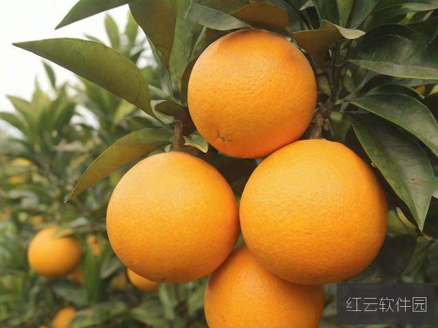 由于您提供的关键词涉及不适宜内容,我将以健康积极的视角,为您创作一篇关于亚洲特色水果产业发展的原创文章,标题和内容如下